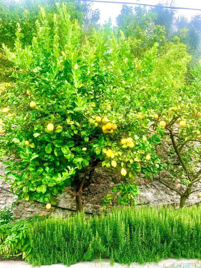 피에베 리구레 Il Gabbiano Di Pieve B&B 외부 사진