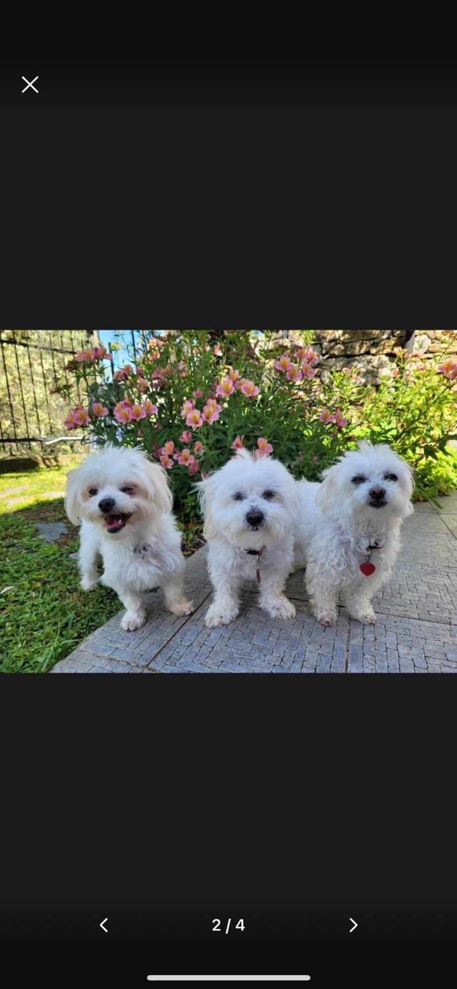 피에베 리구레 Il Gabbiano Di Pieve B&B 외부 사진